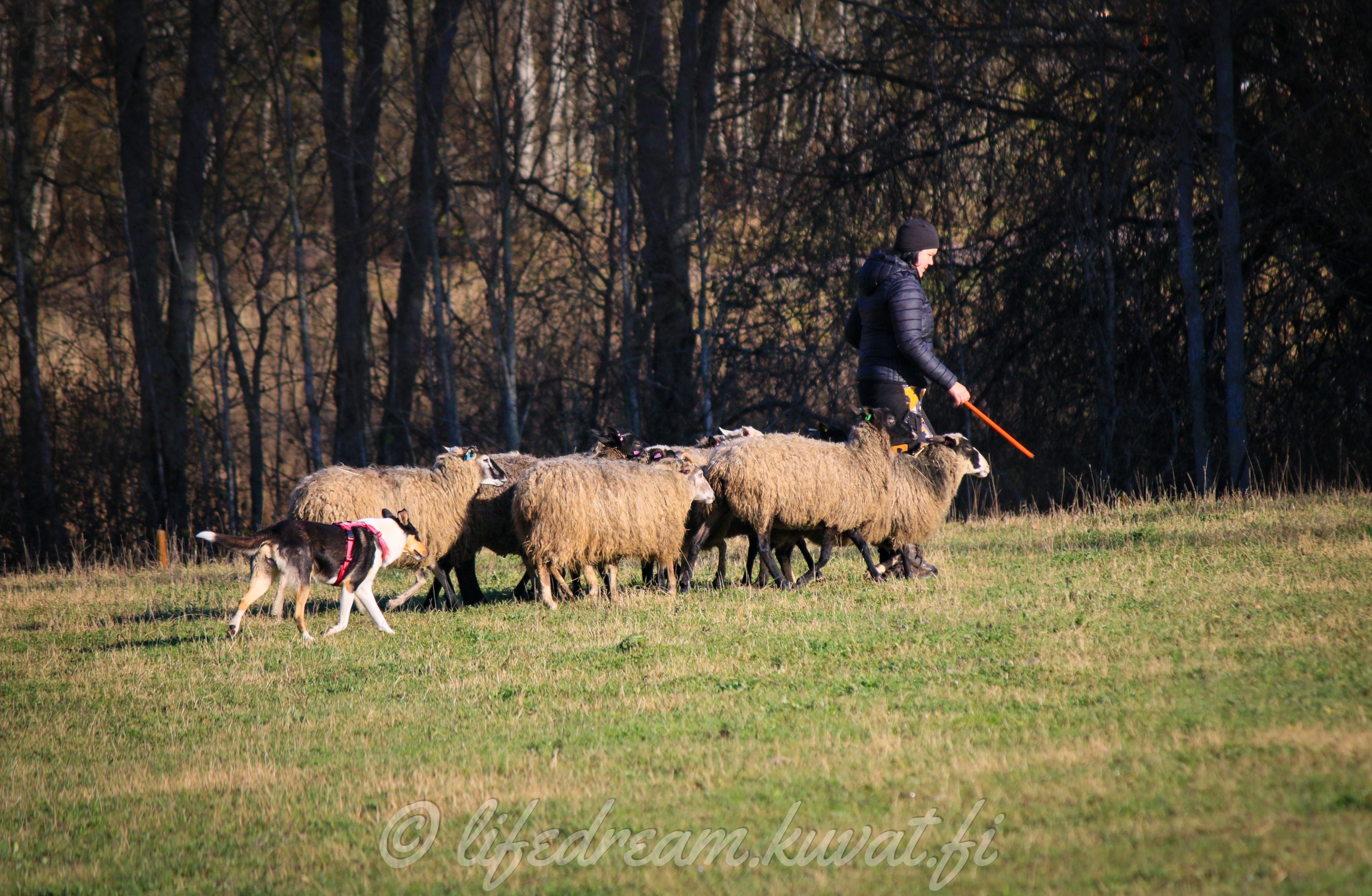 koirat_koirakuvia_paimennusta-usvanummentila-24.10.2020_3g5a8943.jpg_imgimg4kdl1usersession0b2808b0889f46ae21cf0e2c4c5c260a51fb2e4ae76c2bccbcd2d5f92e2ec5d13135f5698fa1dc1c62653c1959b80d1