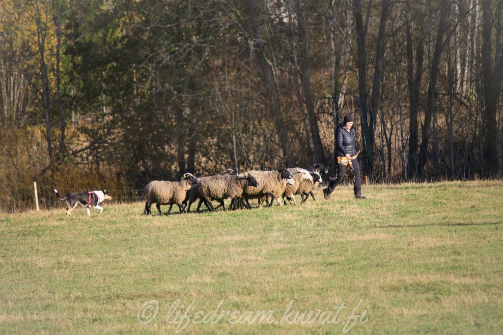 Loppuvuoden paimennukset