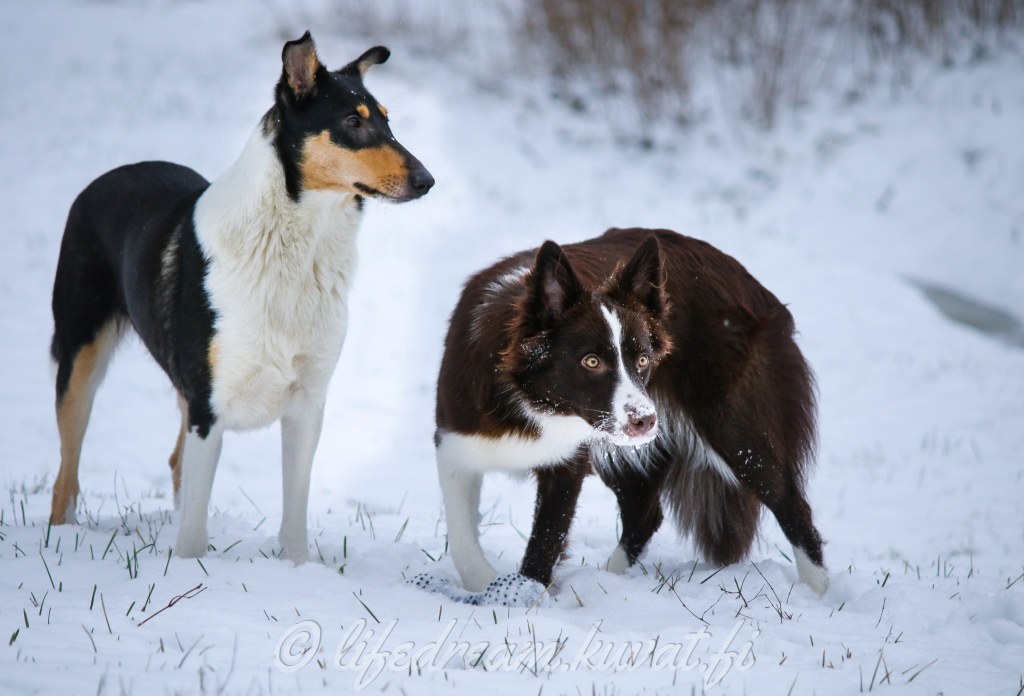 Tavoitteita ja uusia unelmia vuodelle&nbsp;2021