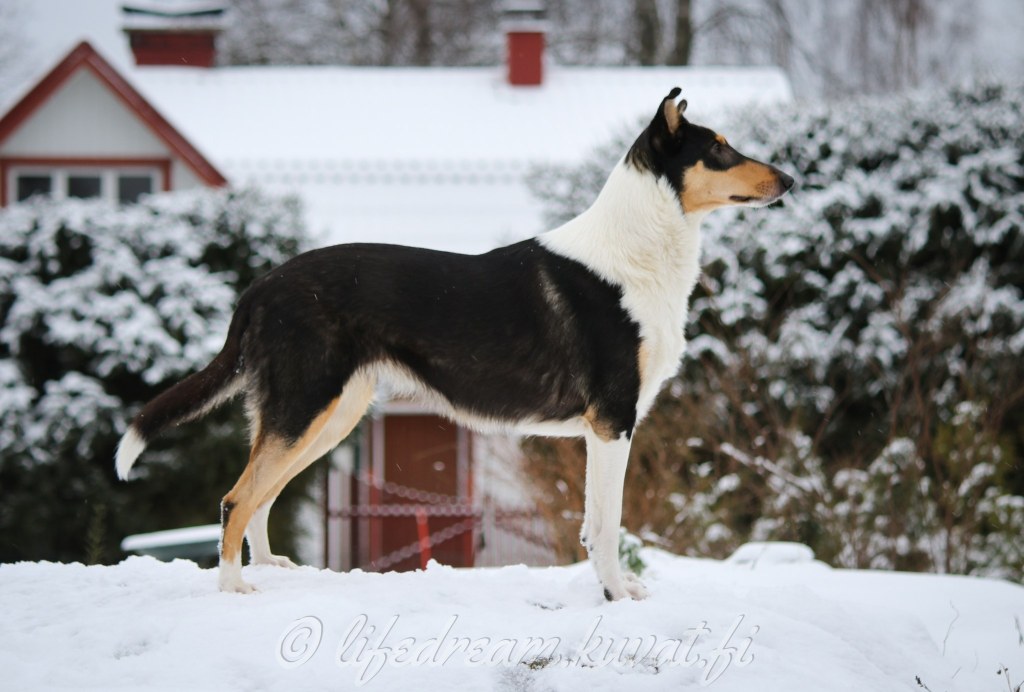 Laiskaa tokoilua talvikaudella