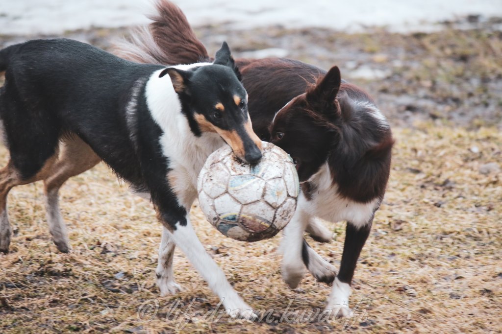 Treenikevät täydessä vauhdissa