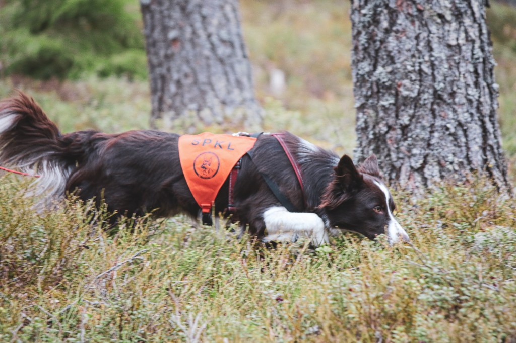 Jälkitreenit alkaneet!