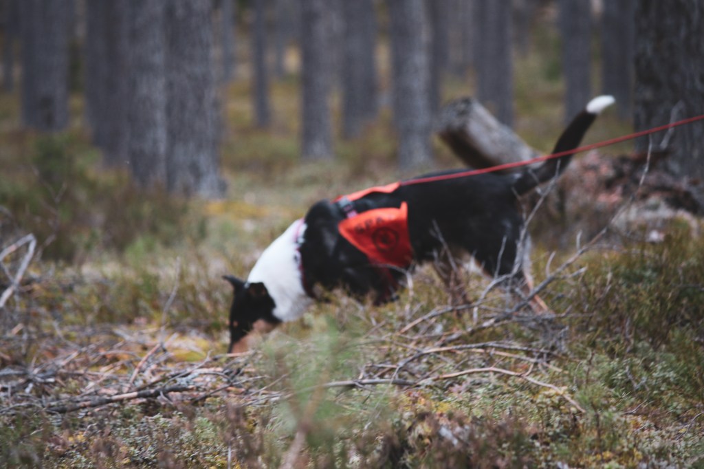 Syksyn viimeiset jäljet ja&nbsp;esinetreeniä