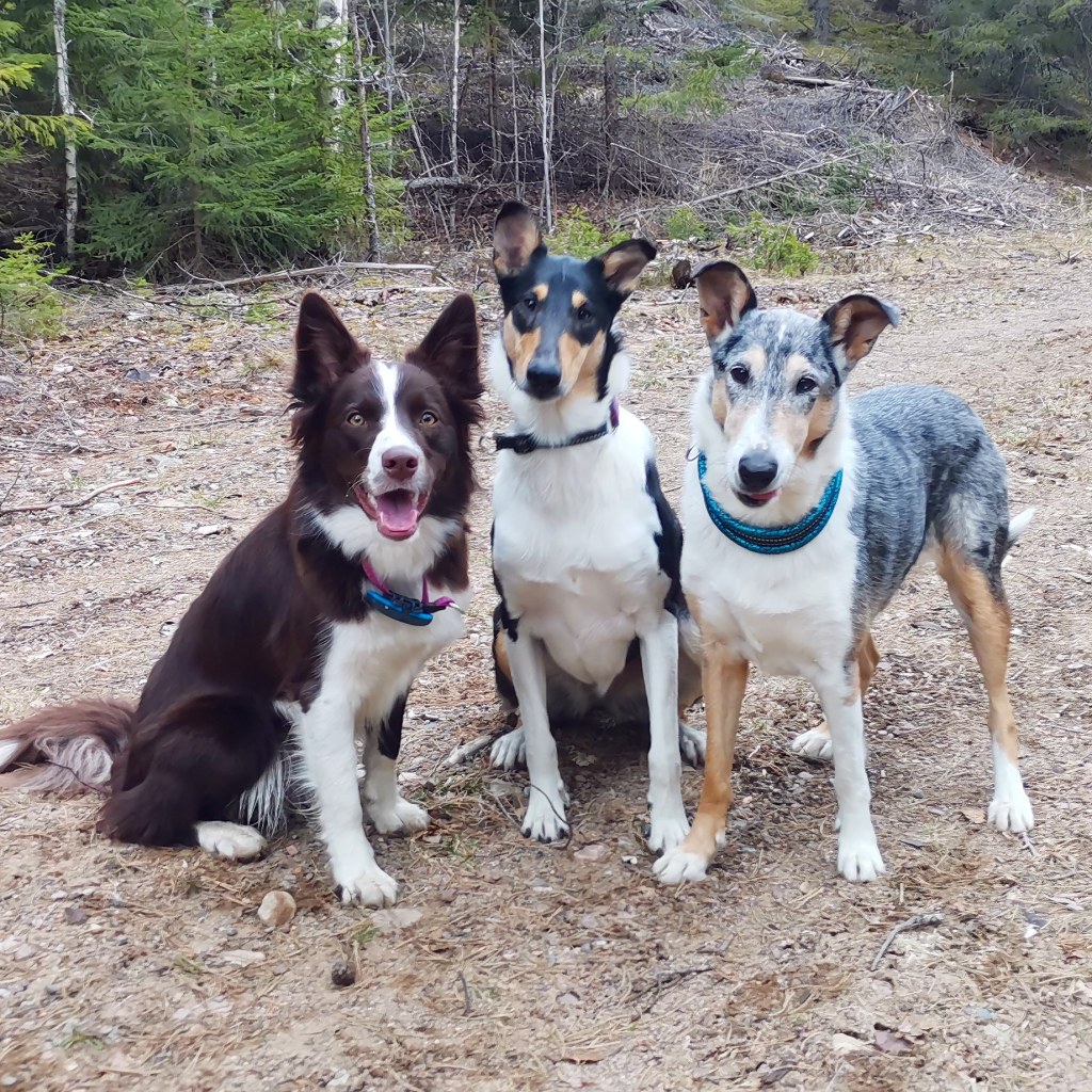 AGILIITOA VKOT 15 &&nbsp;16