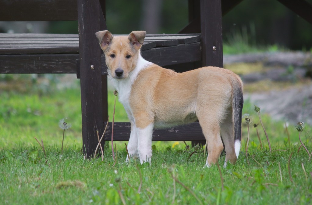 Pentublogi käynnistyy taas