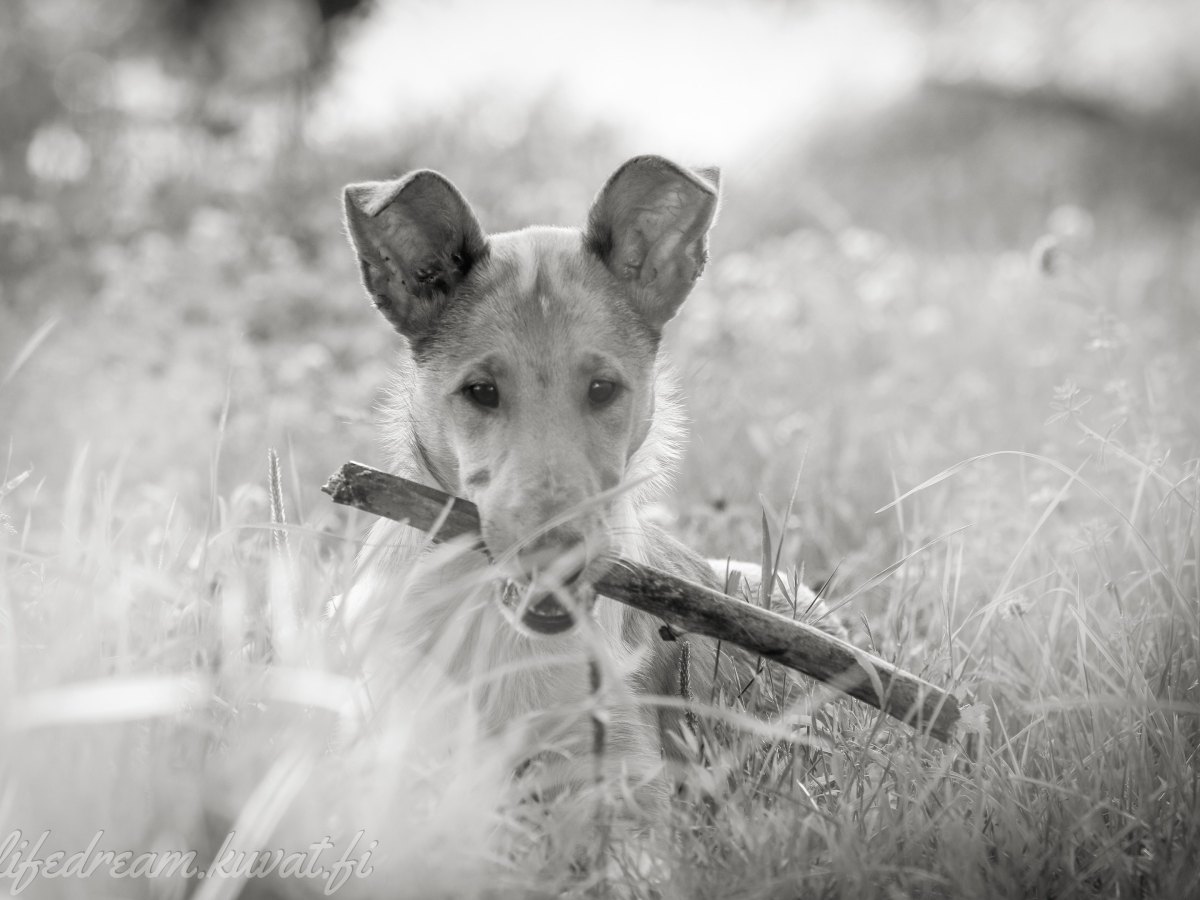 Jalostuskoiran valinta