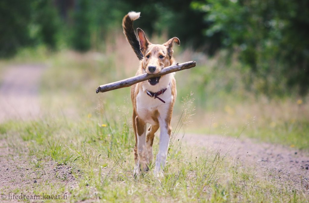 Syksyisessä metsässä esine- ja&nbsp;jälkitreenejä