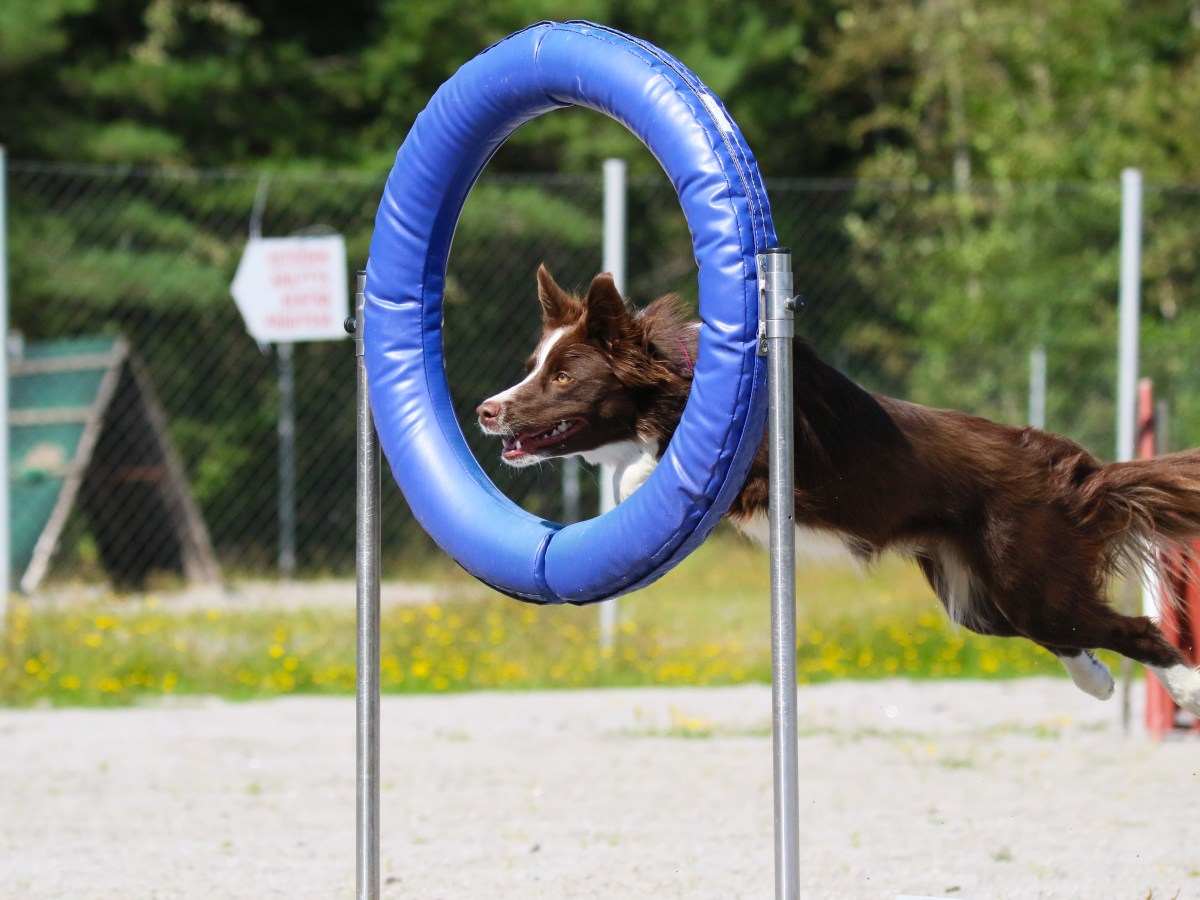 Agility Forssa 16.7.2022