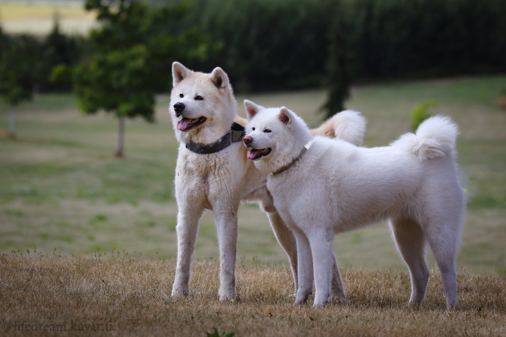 Valokuvausta heinäkuussa