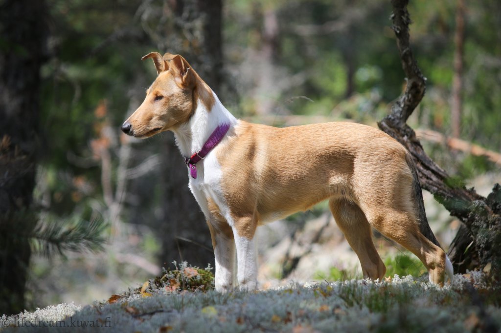 Hakuiluja syysmetsässä