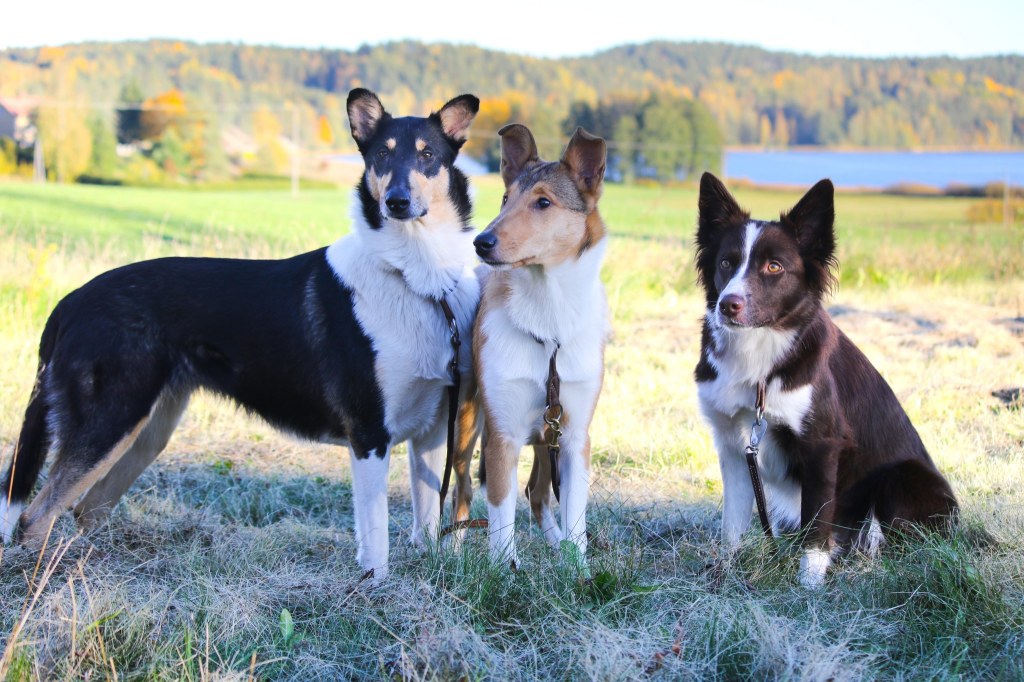 Jälkeä ja esineitä