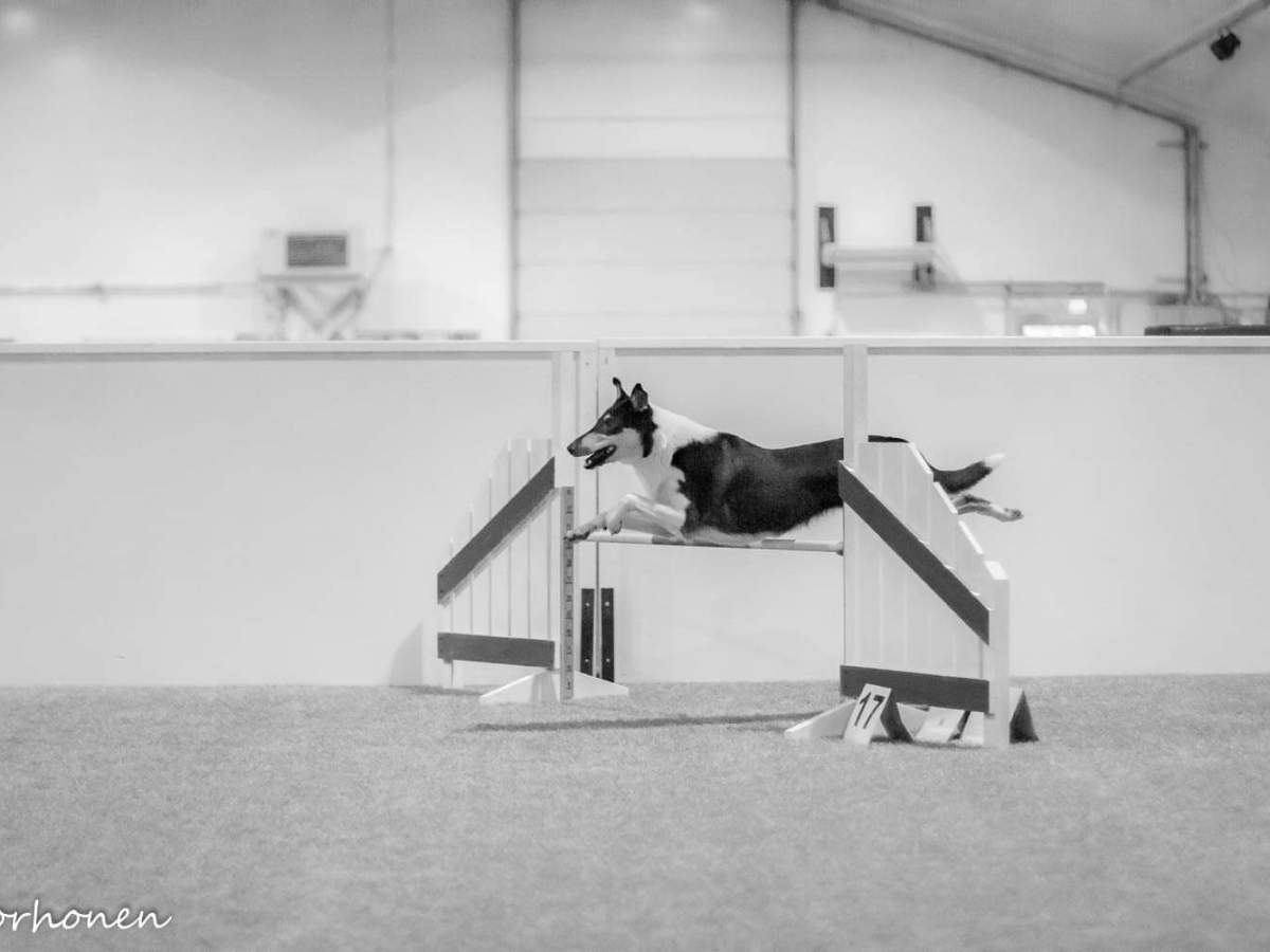 Agility 24.7.2022 Eurajoki – Likan&nbsp;luokkavoitto