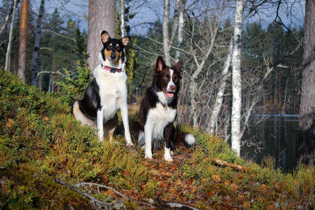 Hakutyötä metsässä