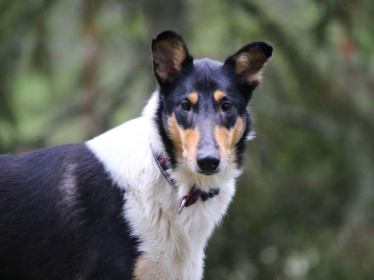 Piikun eka toko&nbsp;koe