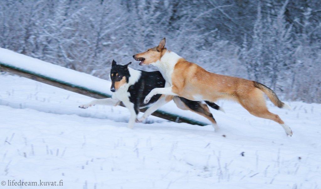 Henkilöhaku – Tavoitteet&nbsp;2022