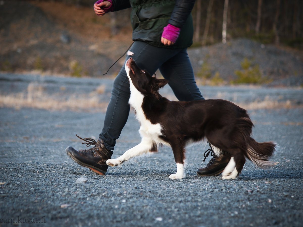 Rally-toko 8.7.23, Saukkola