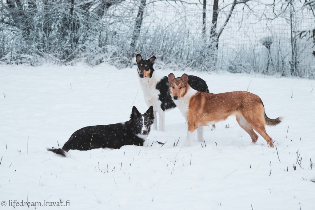 Rallitoko- tavoitteet 2022