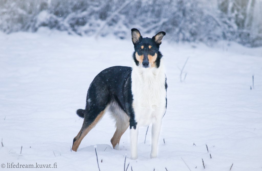 Uusi laji: nosework!