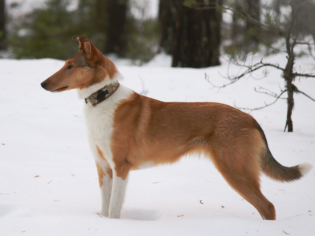 Lotta palkittu Pirkanmaan alaosaston vuoden koira&nbsp;kilpailuissa