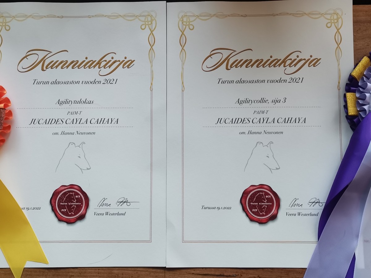 Piiku palkittu Scyn Turun alaosaston vuoden koirakilpailuissa