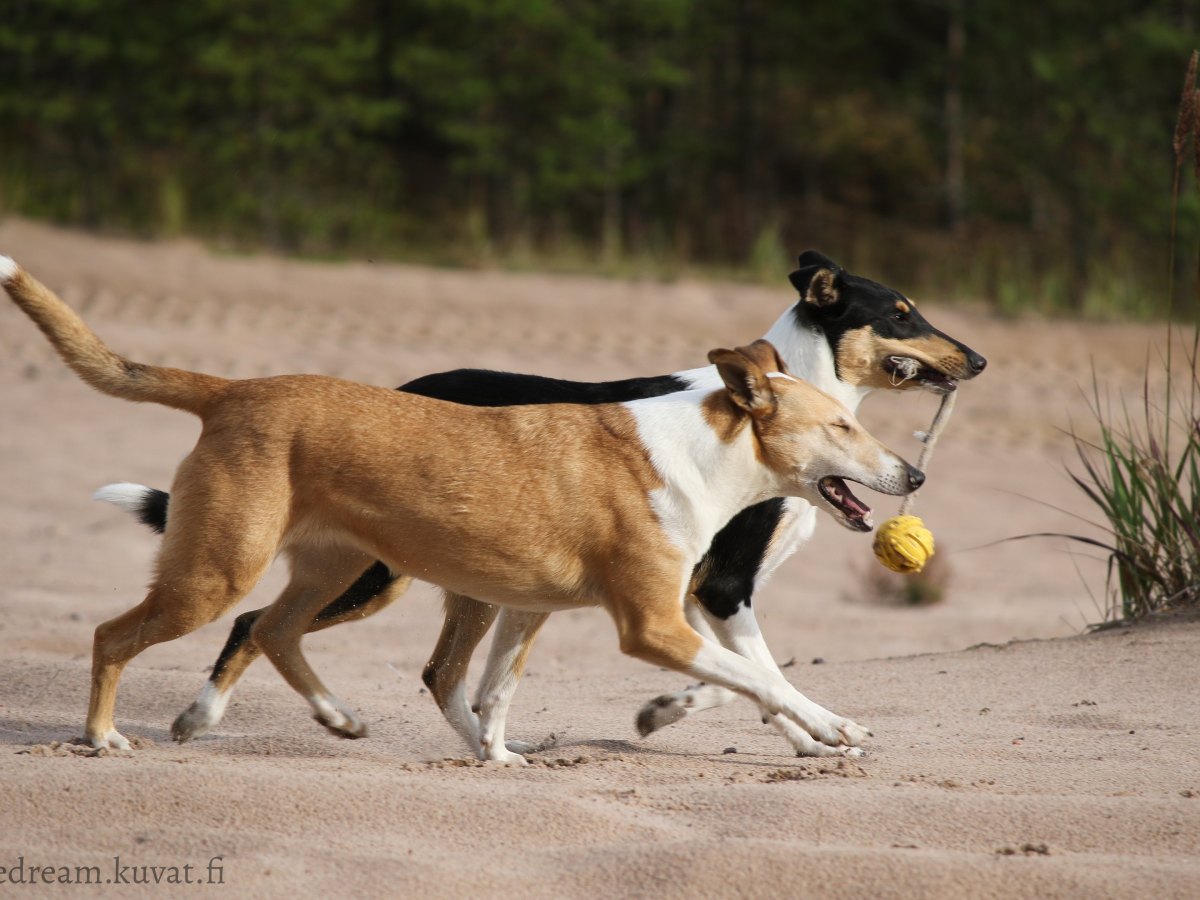 Koiran krooninen kipu