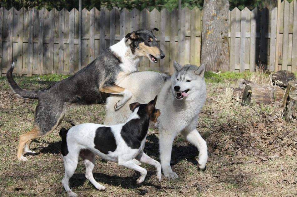 DOG SOCIALIZATION – WHAT, WHEN, WHERE,&nbsp;HOW?