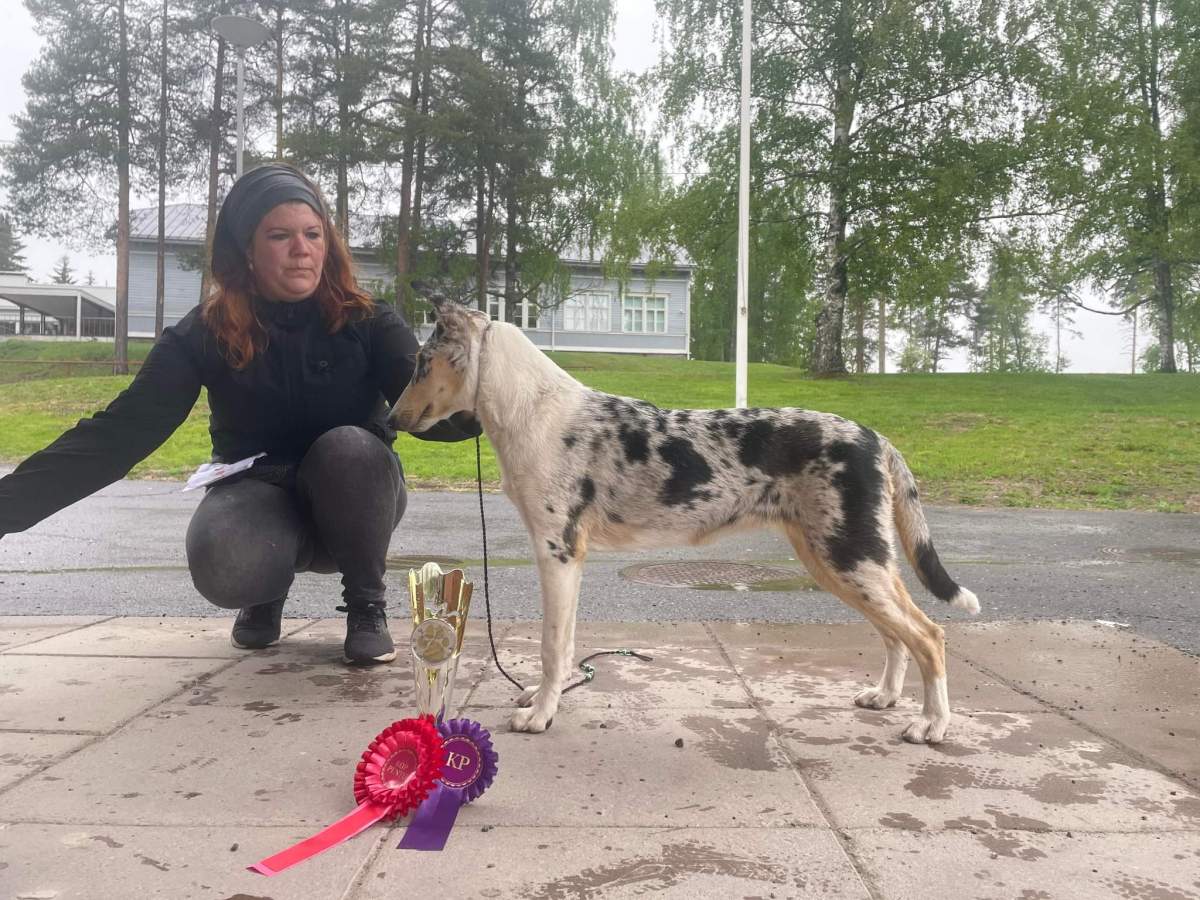 Pimu ROP ja RYP2 Hausjärven pentunäyttelyssä