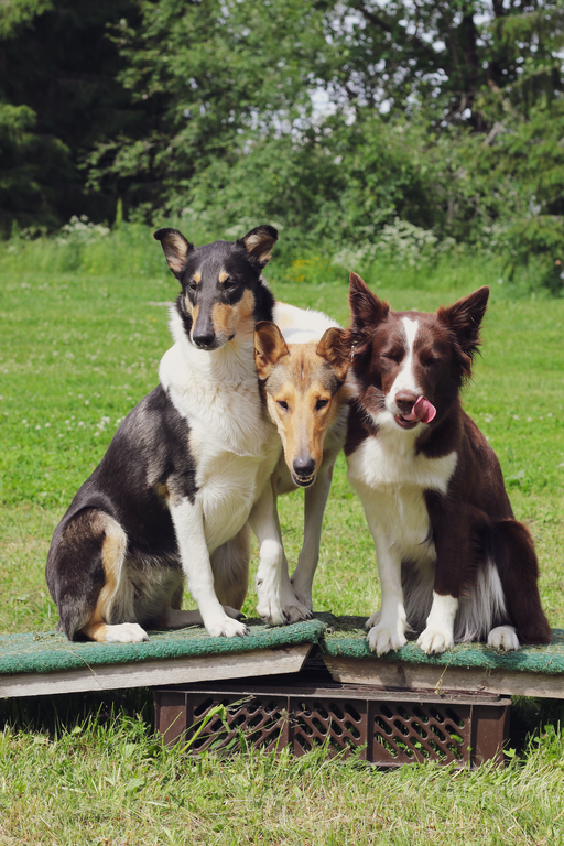 Vision verkko-opinnot: käyttäytyminen