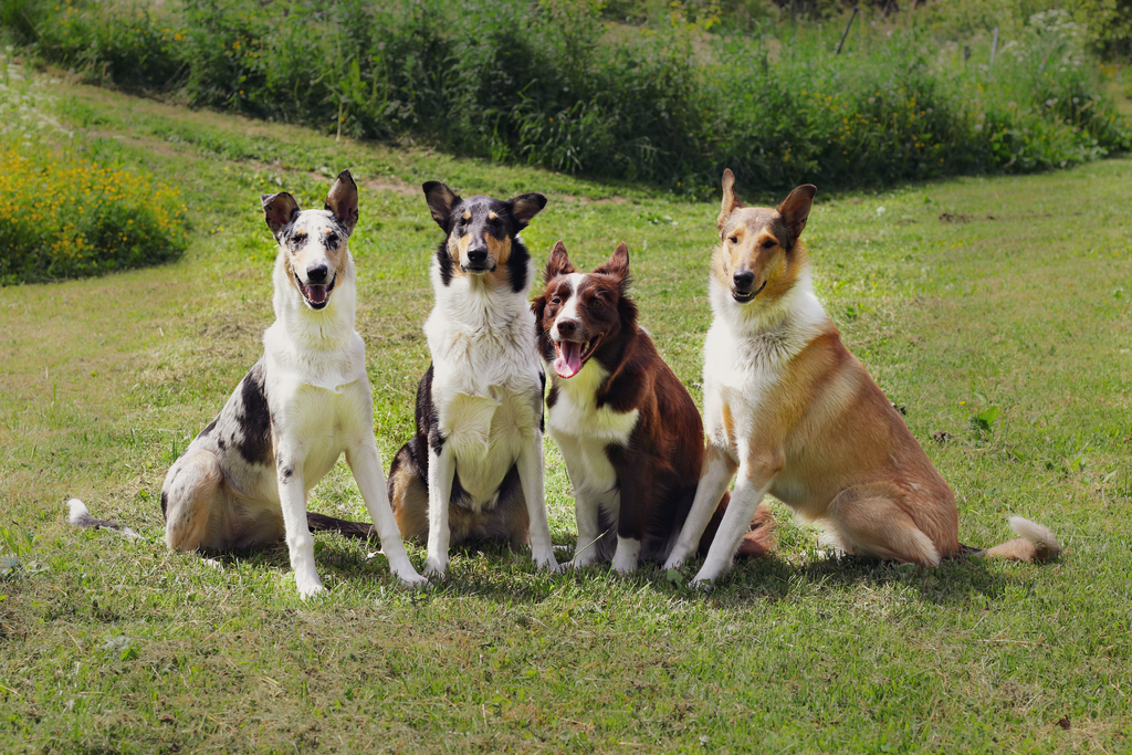 Tehotyttöjen sanastoa