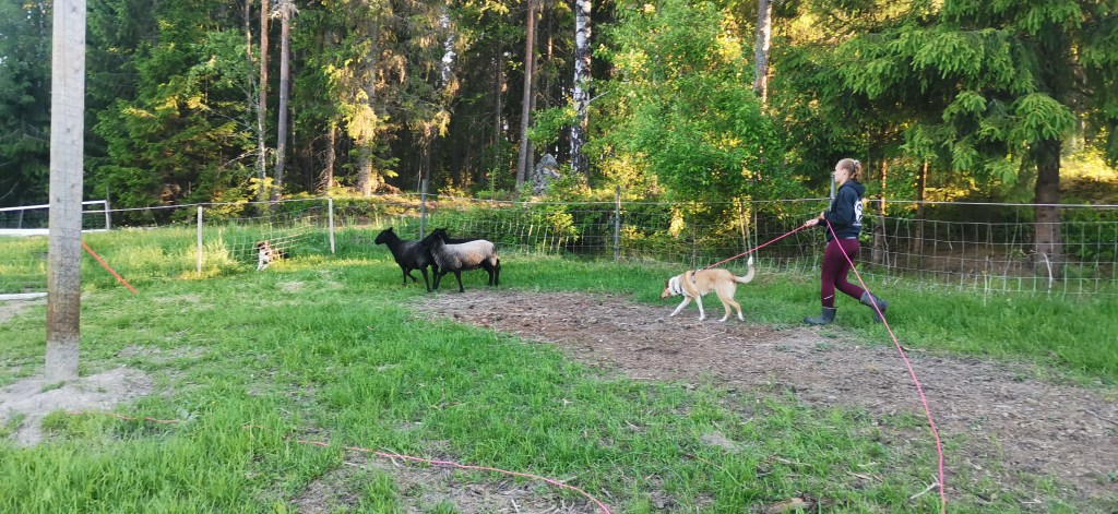 Tehotytöt paimentaa kesällä