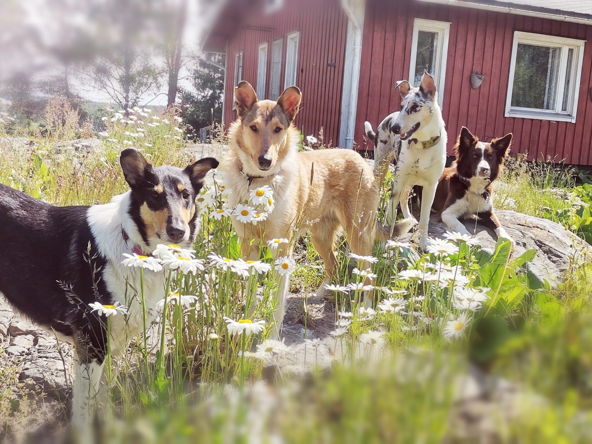 Koira, ihmisen kumppanieläin