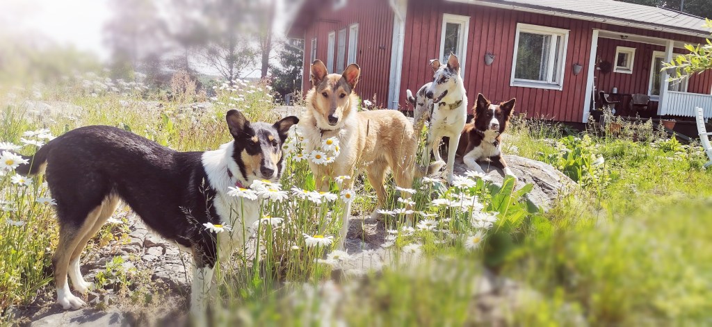 Koira, ihmisen kumppanieläin