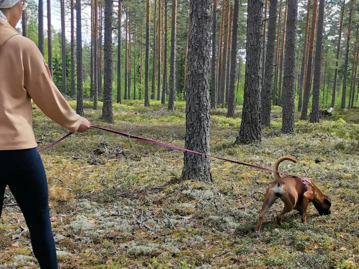 Heinäkuussa koiran koulutuskurssit alkavat myös&nbsp;Somerolla!