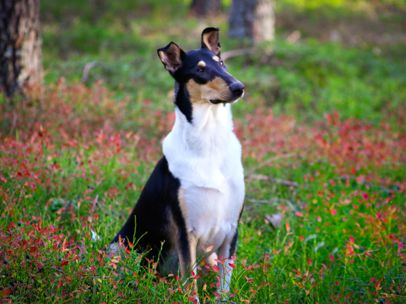 Elmosta kansainvälinen juniori&nbsp;muotovalio!