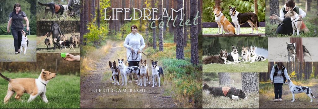 Lifedream Perniön seudun&nbsp;lehdessä