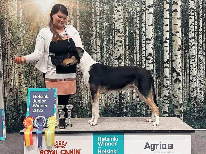 Elmosta JMVA &&nbsp;HEJV-22!