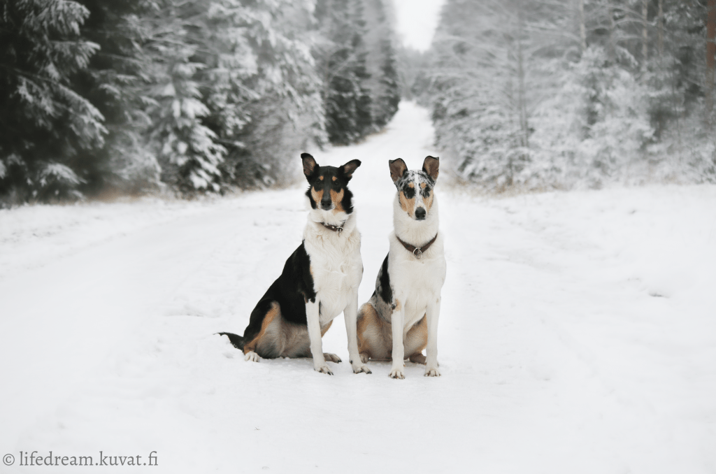 Kuluneen vuoden tunnelmia