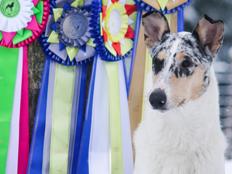 Pimusta junnu valio kolmesta ekasta&nbsp;kehästä!