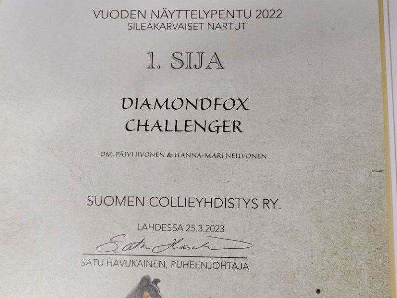 Pimu vuoden 2022 Scyn näyttelypentu narttujen&nbsp;sarjassa!