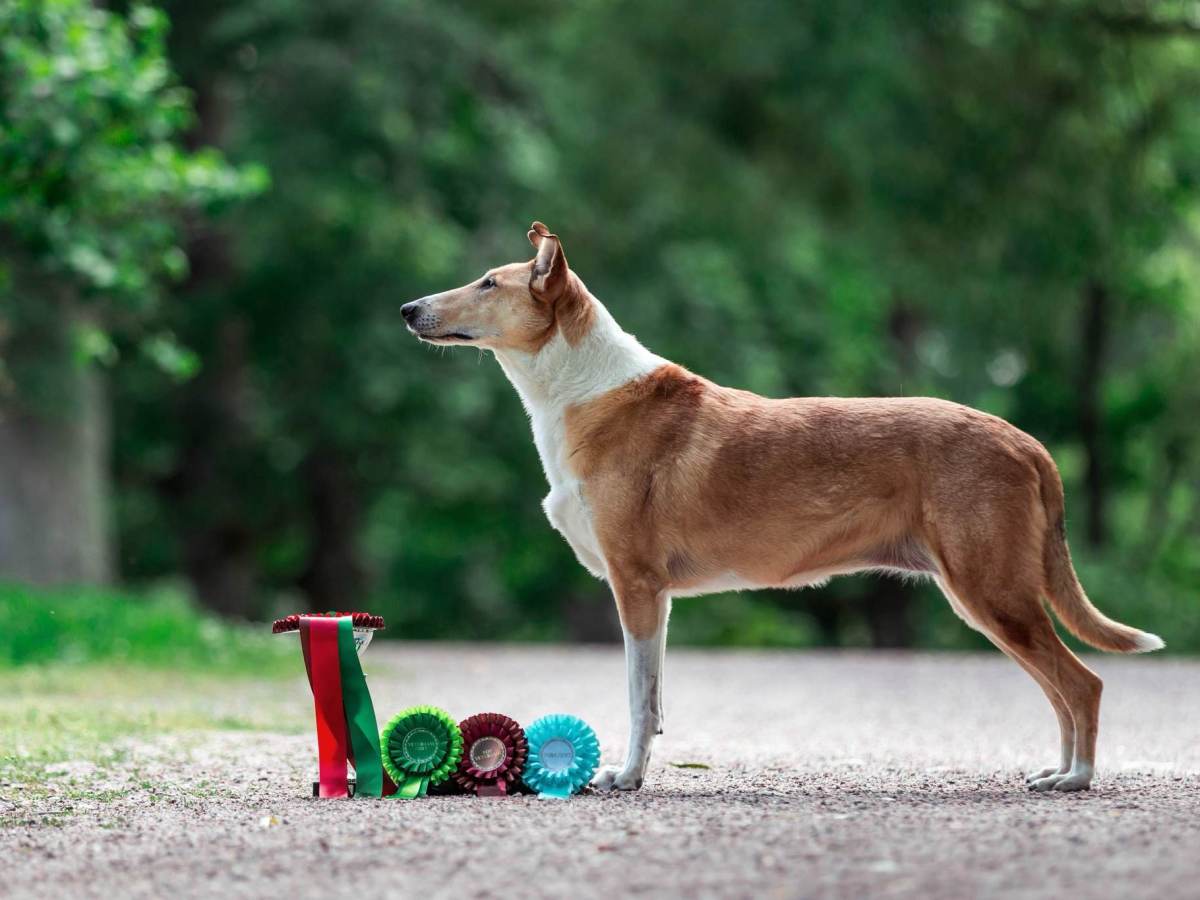 Uusi veteraanimuotovalio!!