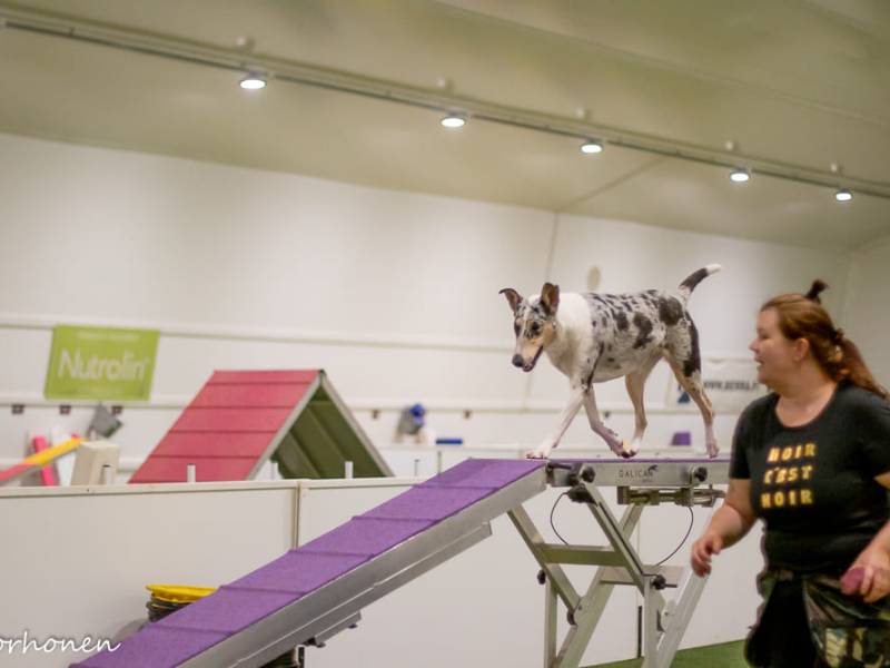 Koirankoulutusta Paimiossa ja&nbsp;Kaarinassa