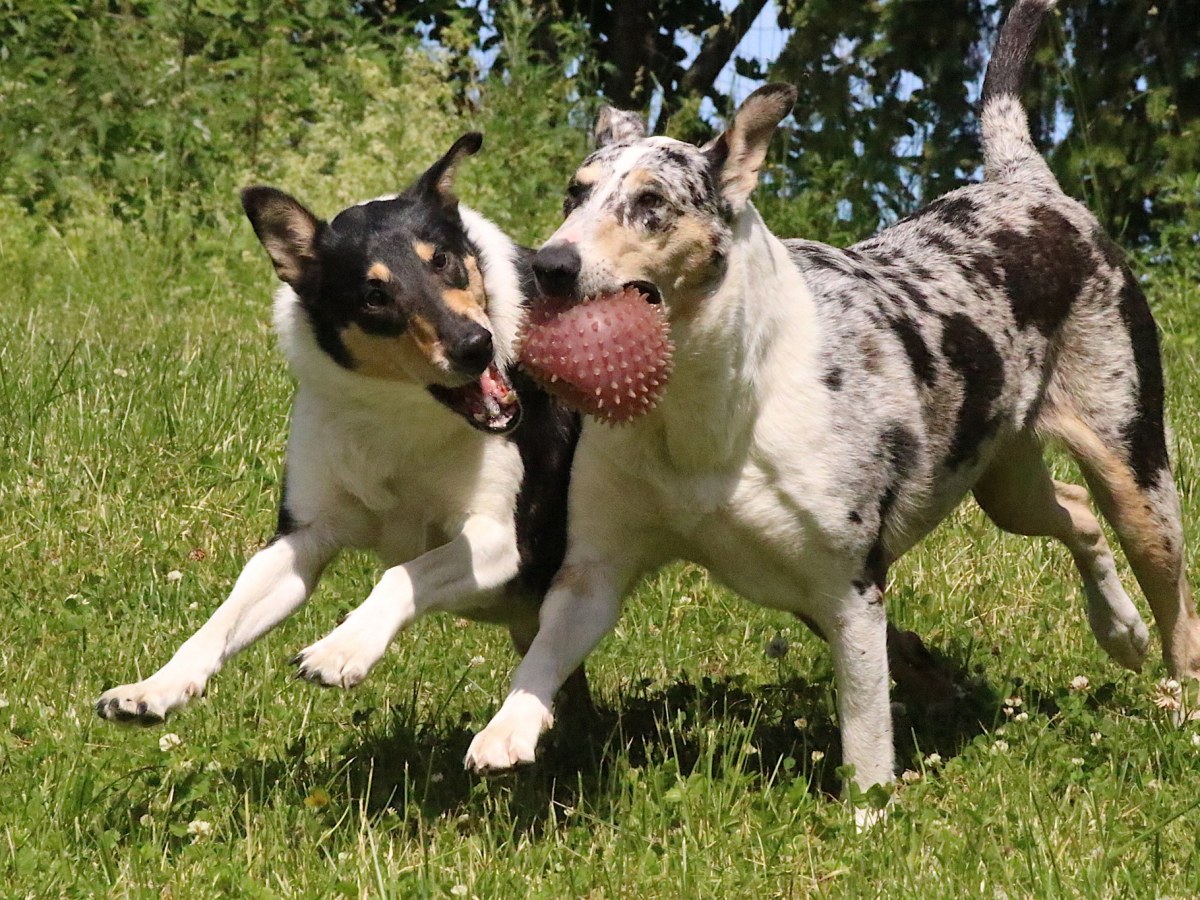 Pentulaatikon valmistelua ja muita&nbsp;kuulumisia