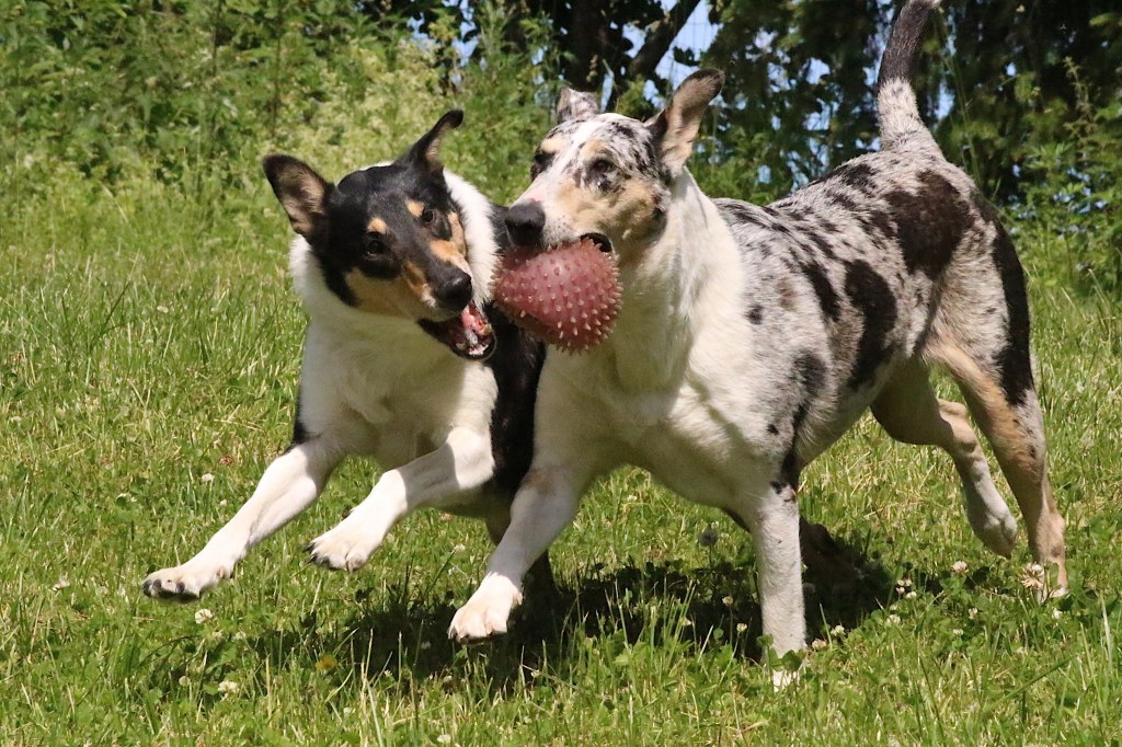 Pentulaatikon valmistelua ja muita&nbsp;kuulumisia