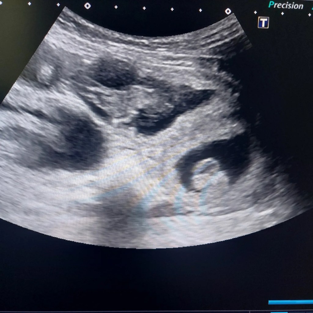 Meille on tulossa&nbsp;pentuja!