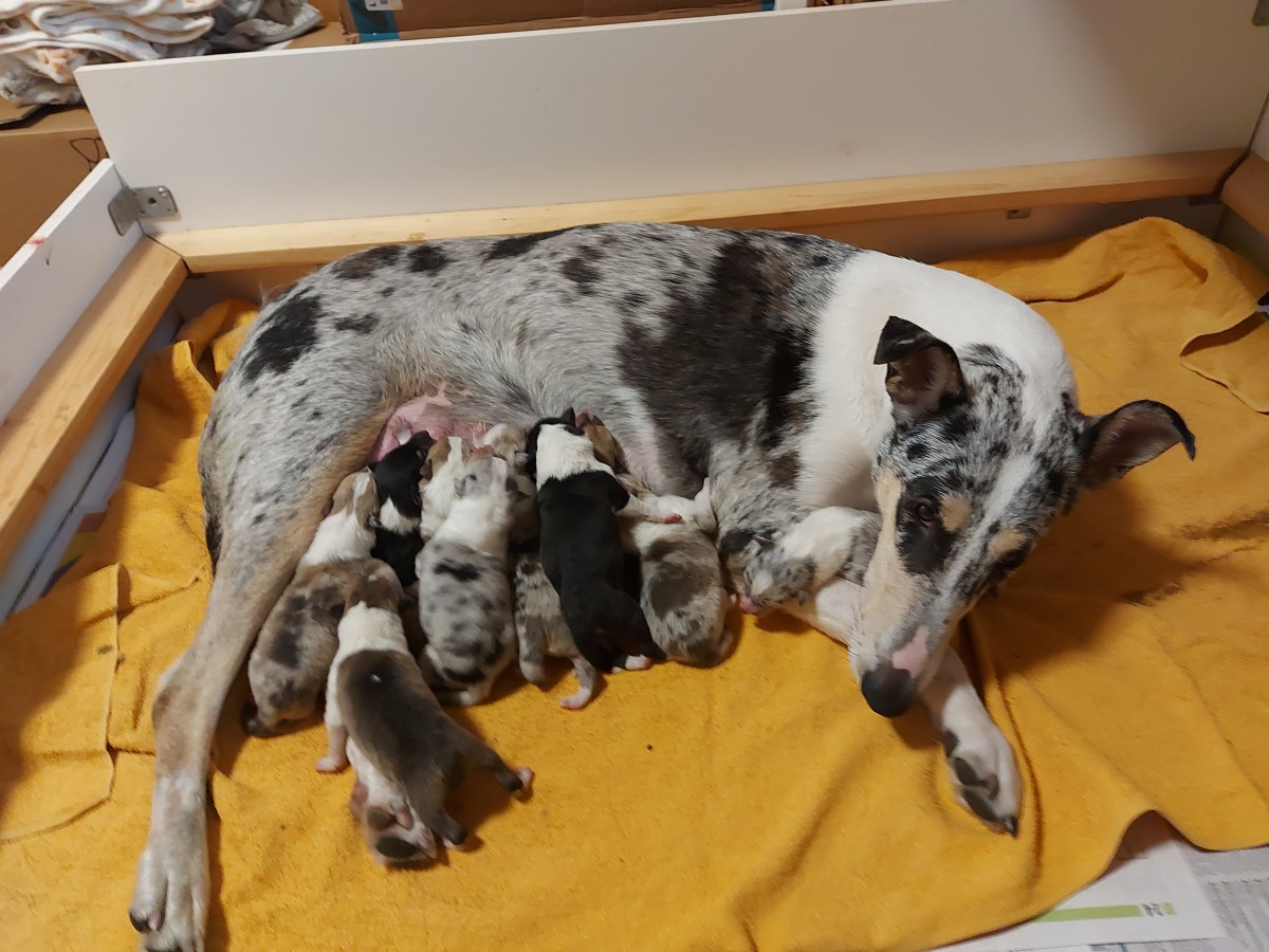 pentulaatikossa Kymppiliiga