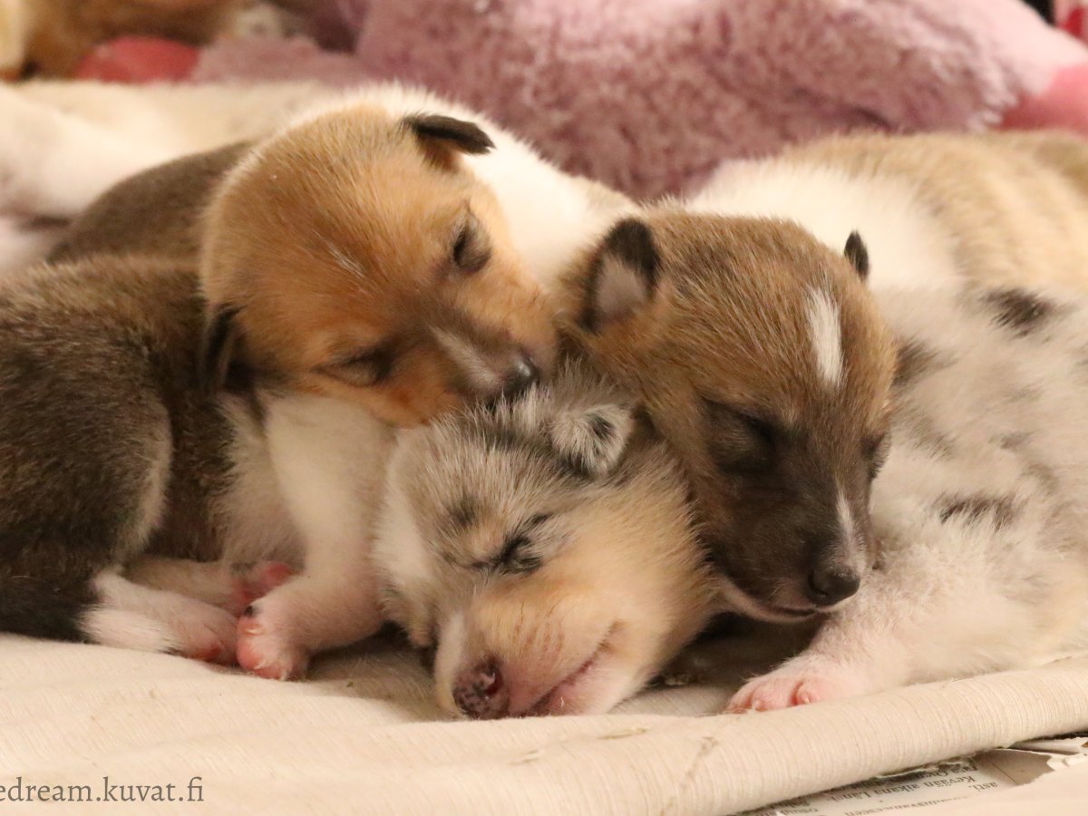 Tavoitteena yhteiskuntakelpoinen koira