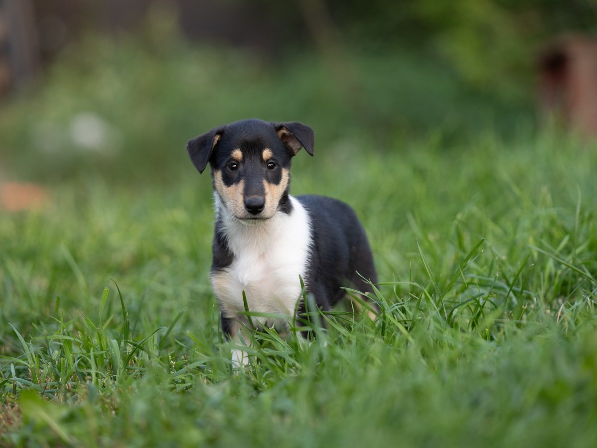 Pennut luovutuksessa