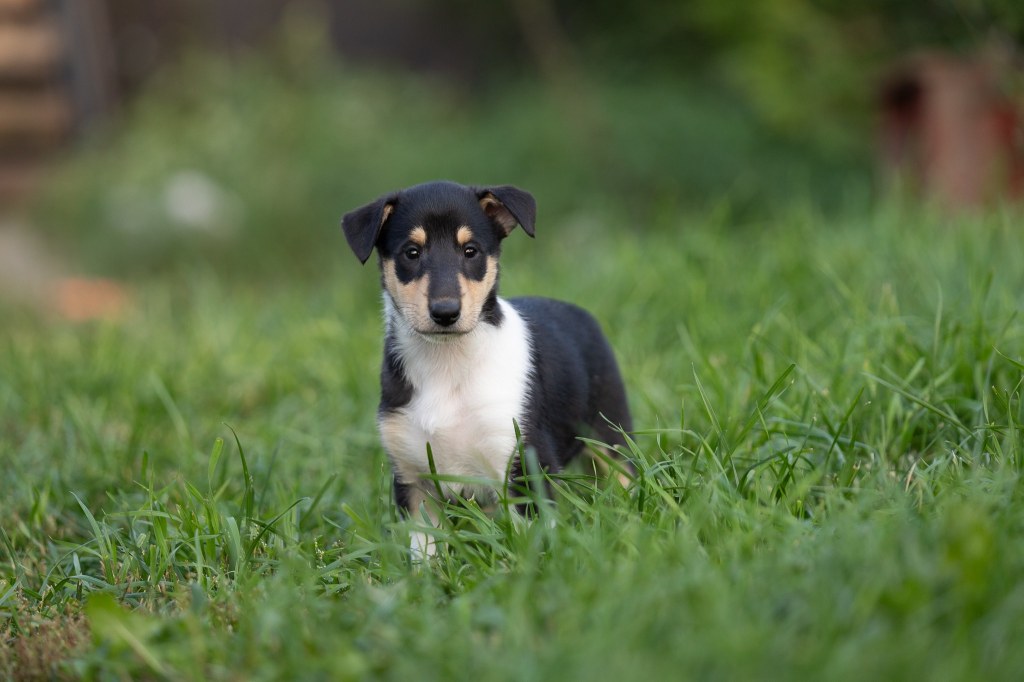 Pennut luovutuksessa