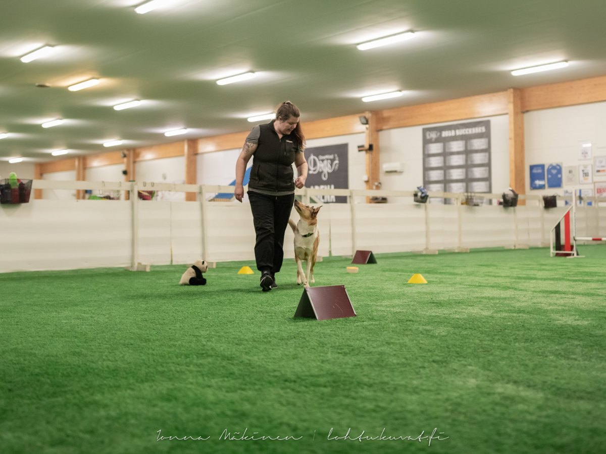 Uutiskirje: tammikuun koirakurssit&nbsp;myynnissä