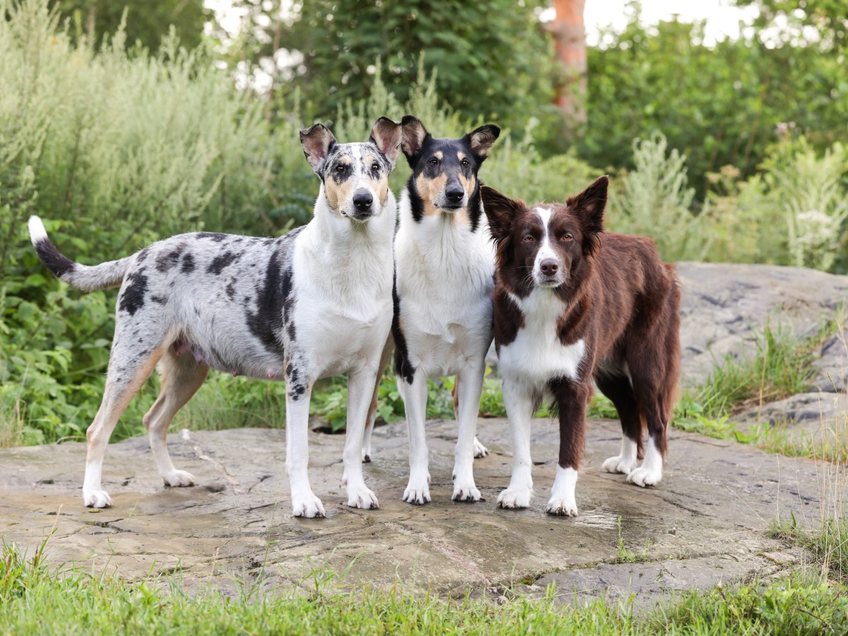 Jälkitreenejä ja esineitä